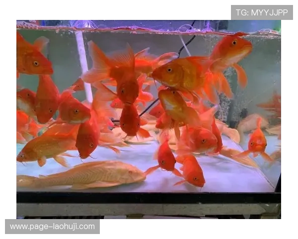 三鲤聚财的象征意义及其在家庭财运中的实际作用 三鲤聚财的象征意义及其在家庭财运中的实际作用